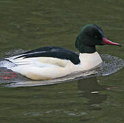 Common Merganser