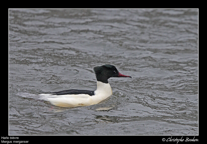 Harle bièvre mâle, identification