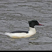 Common Merganser