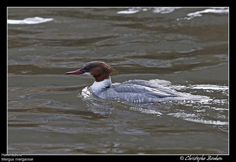 Harle bièvre, identification, Comportement