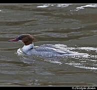 Common Merganser