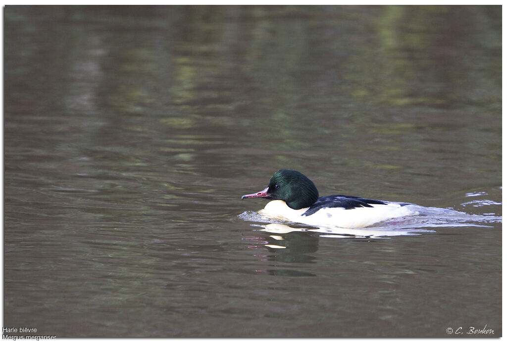 Common Merganser, identification