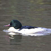 Common Merganser