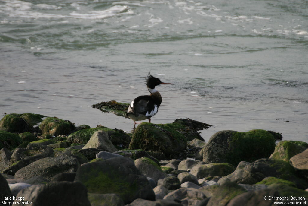 Red-breasted Merganser