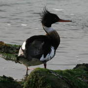 Red-breasted Merganser