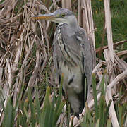 Grey Heron