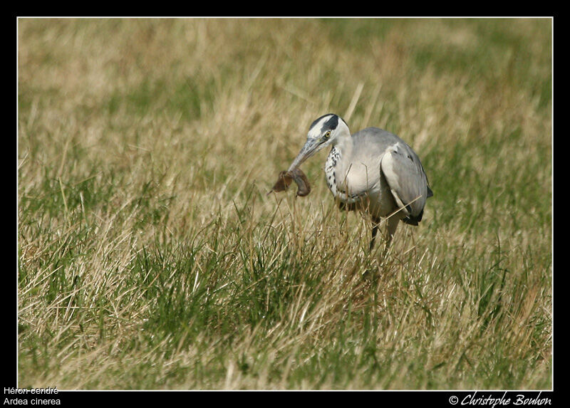 Grey Heron