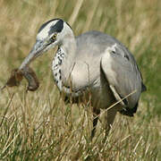 Grey Heron