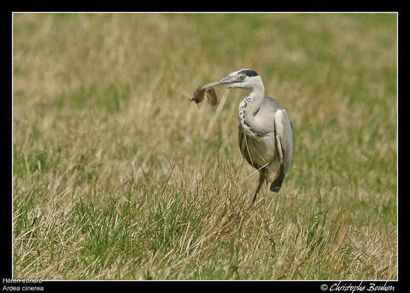 Grey Heron