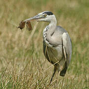 Grey Heron