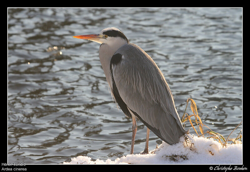 Grey Heron, identification