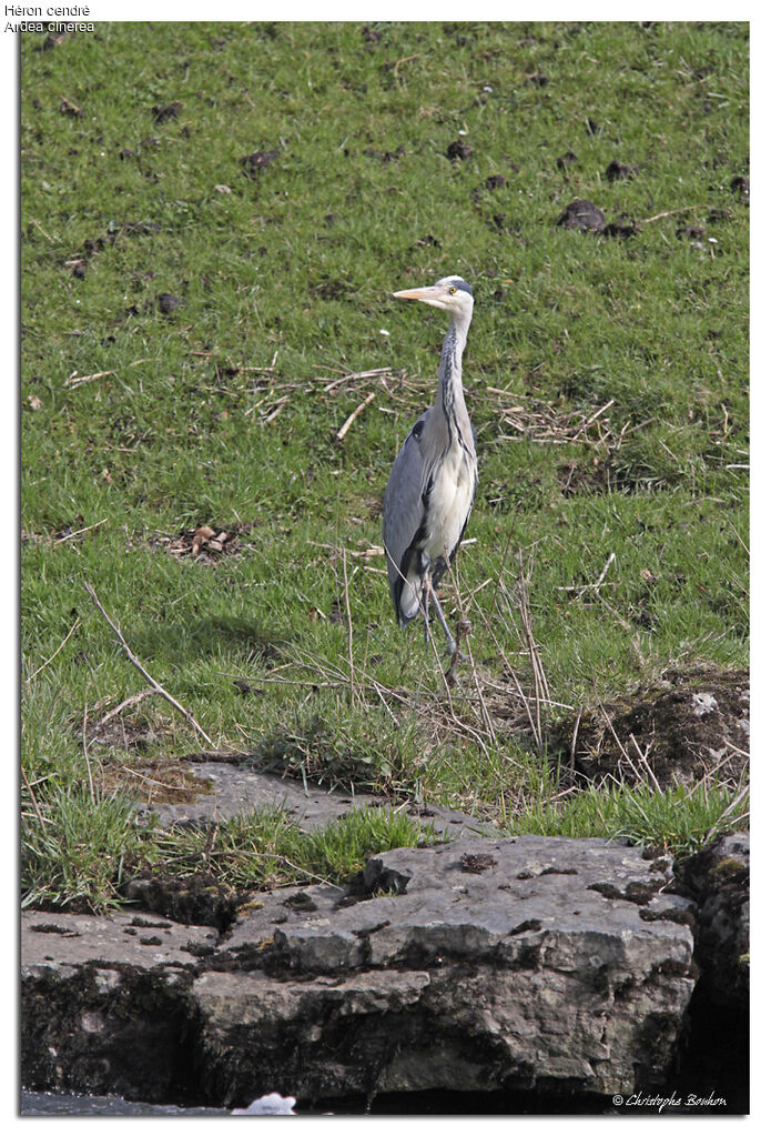 Héron cendré, identification