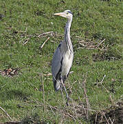 Grey Heron