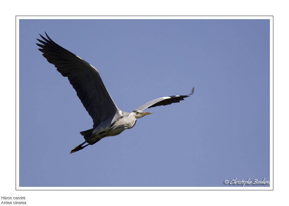 Grey Heron, Flight