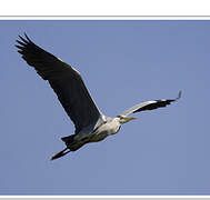 Grey Heron