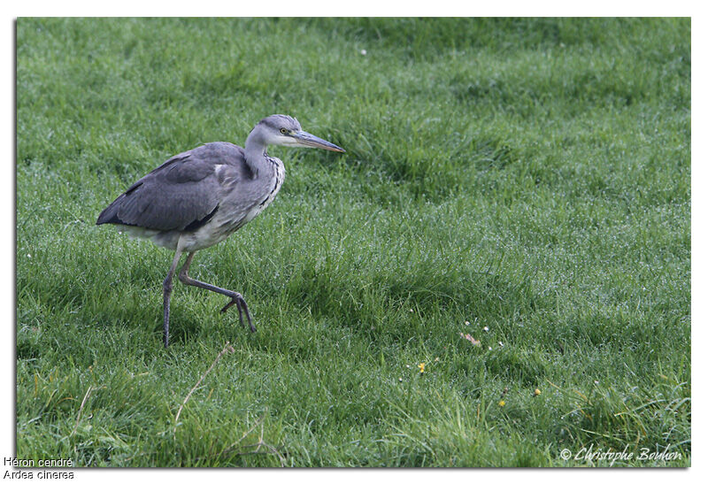 Grey Heron, identification, Behaviour