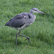 Grey Heron