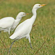 Western Cattle Egret