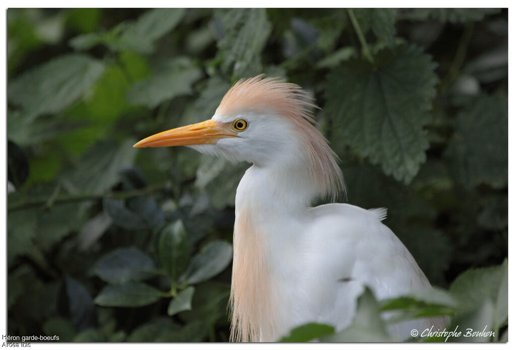 Western Cattle Egret, identification