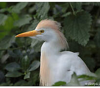 Western Cattle Egret