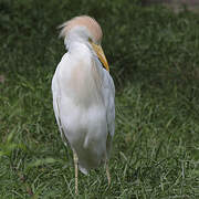 Western Cattle Egret