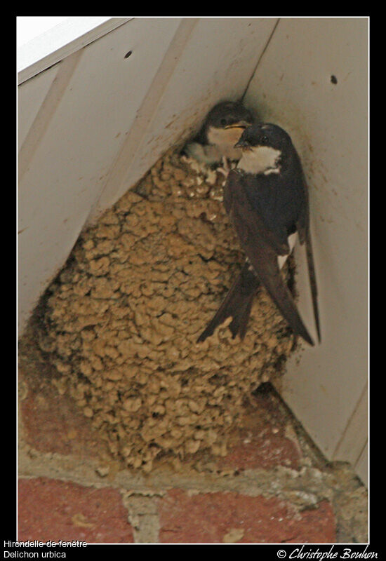 Common House Martin