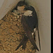 Western House Martin