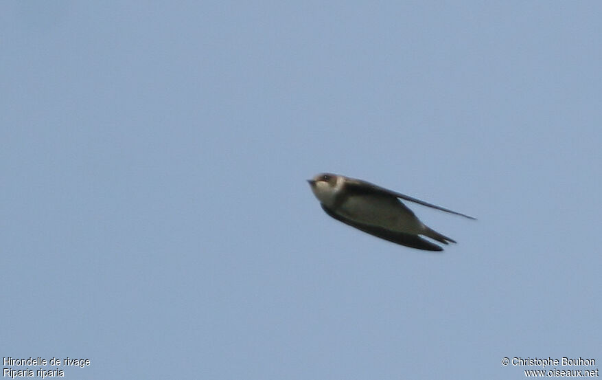 Sand Martin