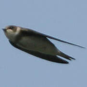 Sand Martin