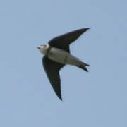 Sand Martin