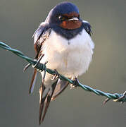 Barn Swallow