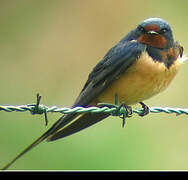 Barn Swallow