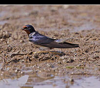 Barn Swallow