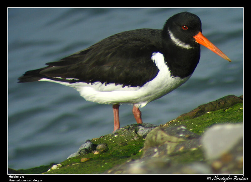 Eurasian Oystercatcher male adult