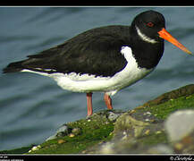 Eurasian Oystercatcher