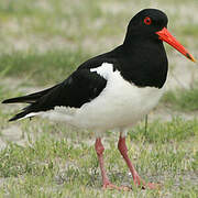 Eurasian Oystercatcher