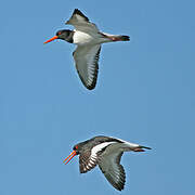 Eurasian Oystercatcher