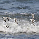 Bécasseau sanderling