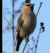 Bohemian Waxwing