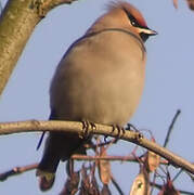 Bohemian Waxwing