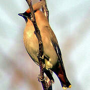 Bohemian Waxwing