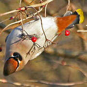 Bohemian Waxwing