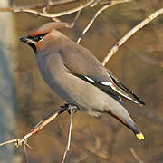 Bohemian Waxwing