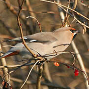 Bohemian Waxwing