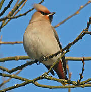 Bohemian Waxwing