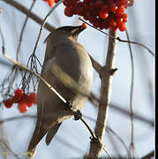 Bohemian Waxwing