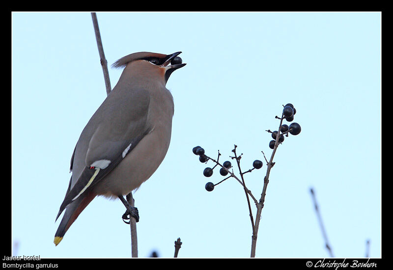 Bohemian Waxwing, identification, feeding habits