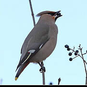 Bohemian Waxwing