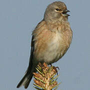 Common Linnet