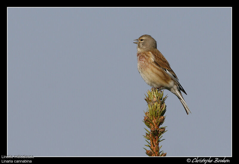 Linotte mélodieuse, identification, chant, Comportement